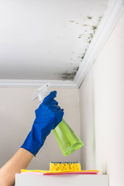 Best HVAC Mold Inspection and Cleaning  in Ringgold, GA